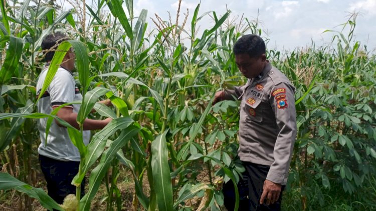 Polsek-Tulangan-Cek-Tanaman-Jagung-di-Desa-Kemantren,-Wujudkan-Swasembada-Pangan